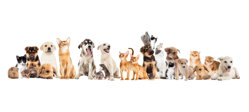 Events for single animal lovers